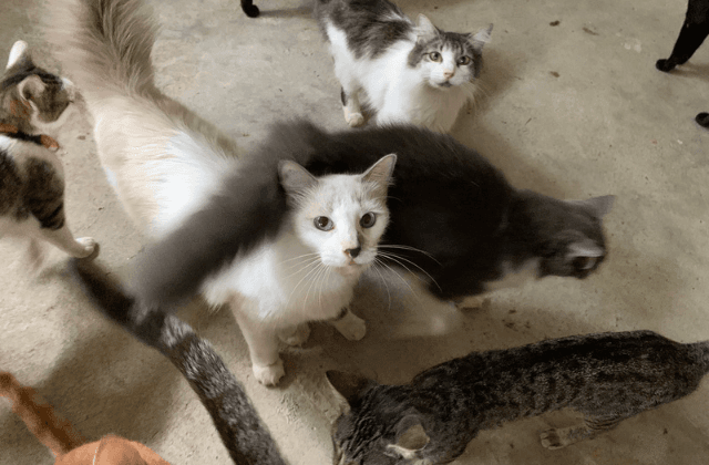 Les cambiamos la vida: Ángel, rescatista de gatos en Veracruz