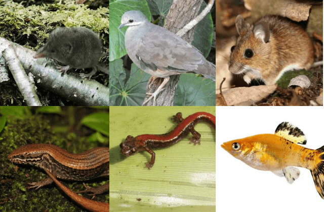 ¿Conoces las especies endémicas que habitan en Veracruz? Aquí te las mostramos