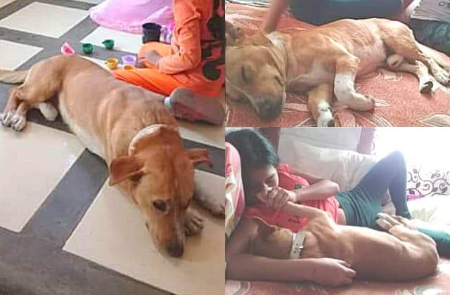 Perrito “Rigo” fue asesinado a machetazos; agresor hoy está detenido