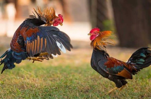 A favor y en contra: polémica por permitir peleas de gallos en Veracruz