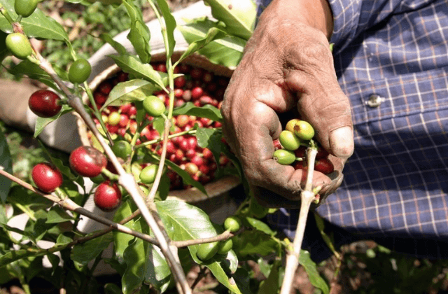 Cafeticultores rechazan planta de Nestlé; la va a inaugurar AMLO