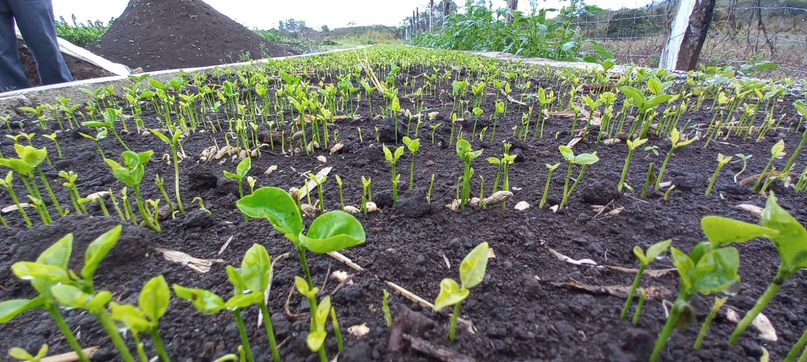 Alto costo de fertilizantes produce carencias en el campo veracruzano
