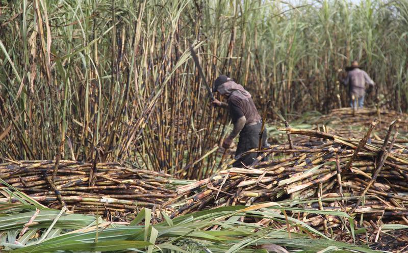 Cañeros y ganaderos de Tlacotalpan, en crisis tras sequía