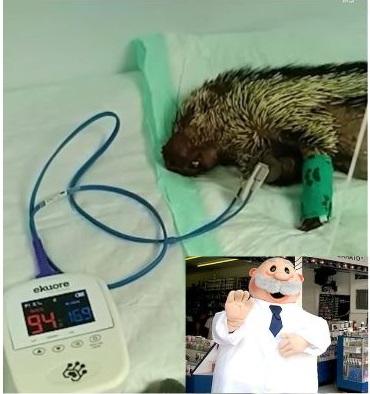 Puercoespín atacada en Antón Lizardo, en estado crítico; Doctor Simi apoyará