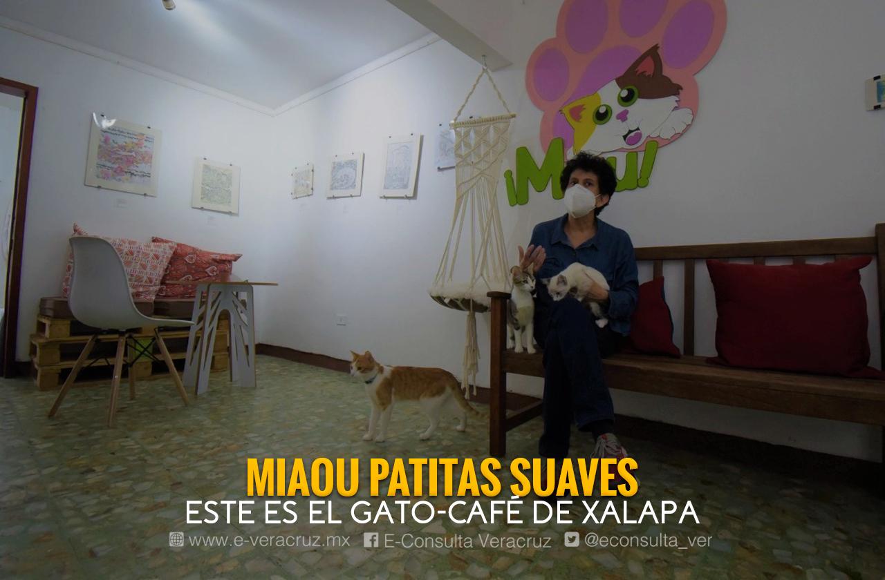 ¿Un café?, en este local de Xalapa podrías ser adoptado por un gato