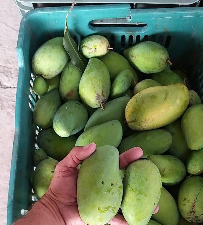 Hay más mango, pero menos venta, lamentan productores de Actopan