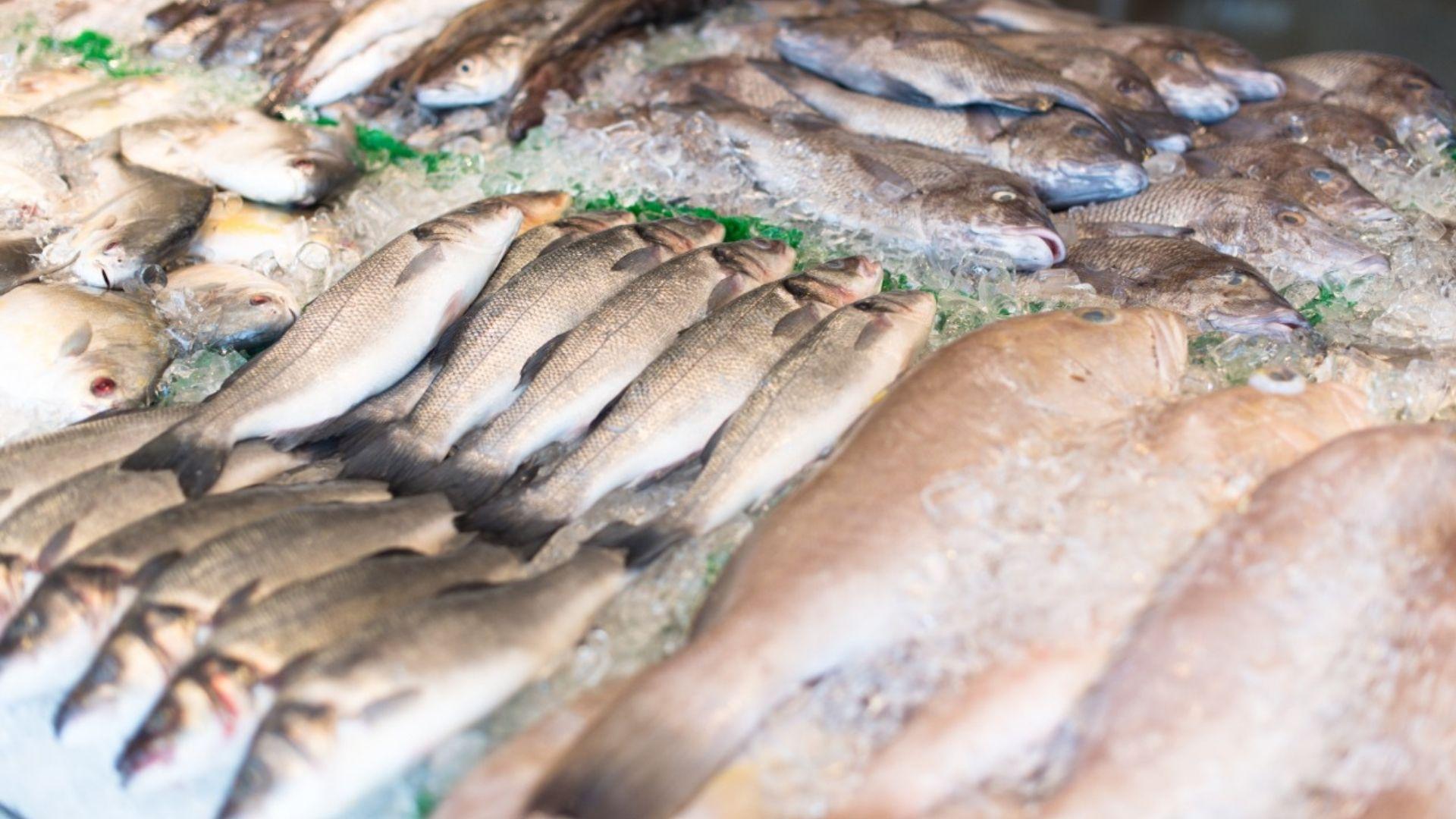 Baja producción y revendedores merman ingresos de pescadores 