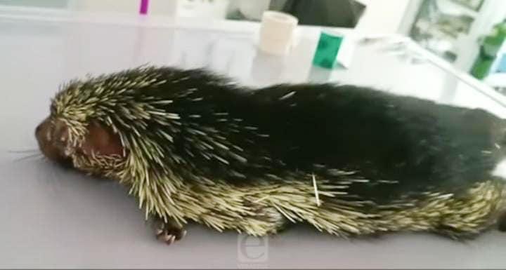 Ataques a animales en la Riviera Veracruzana son comunes: PMA