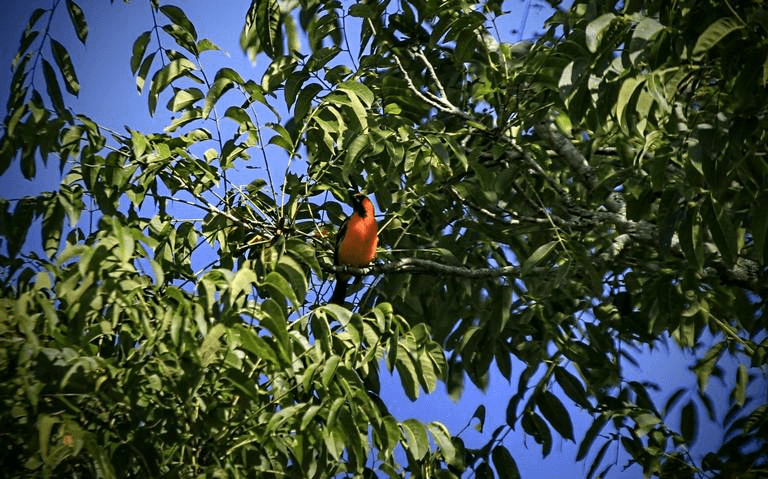La Cortadura, en Coatepec, ya es Área Natural Protegida