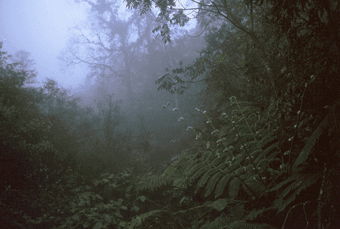 La Cortadura, en Coatepec, ya es Área Natural Protegida