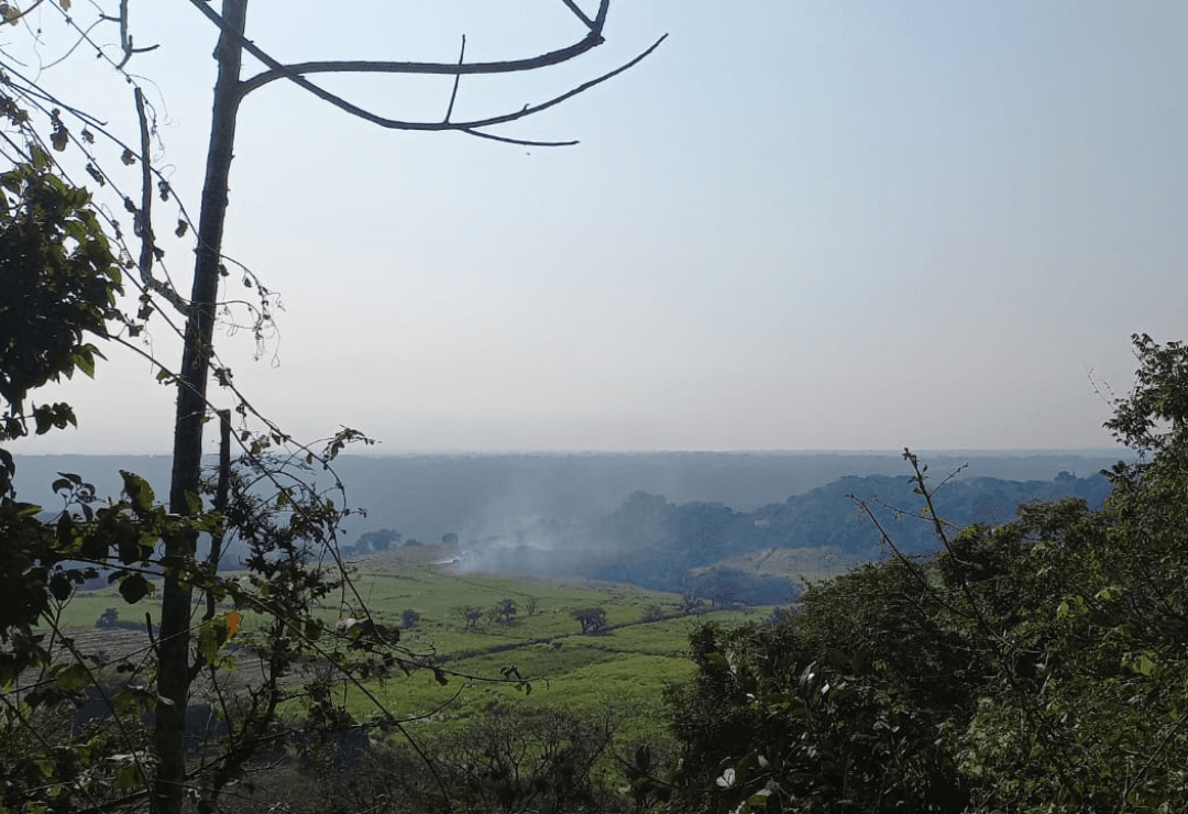 Habilitarán santuario para tucanes en Mahuixtlán, Coatepec