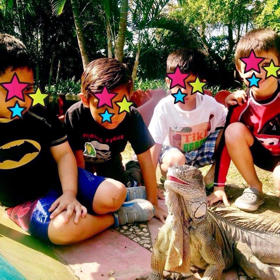 Muere Rufino, la iguana emblemática de Coatzacoalcos