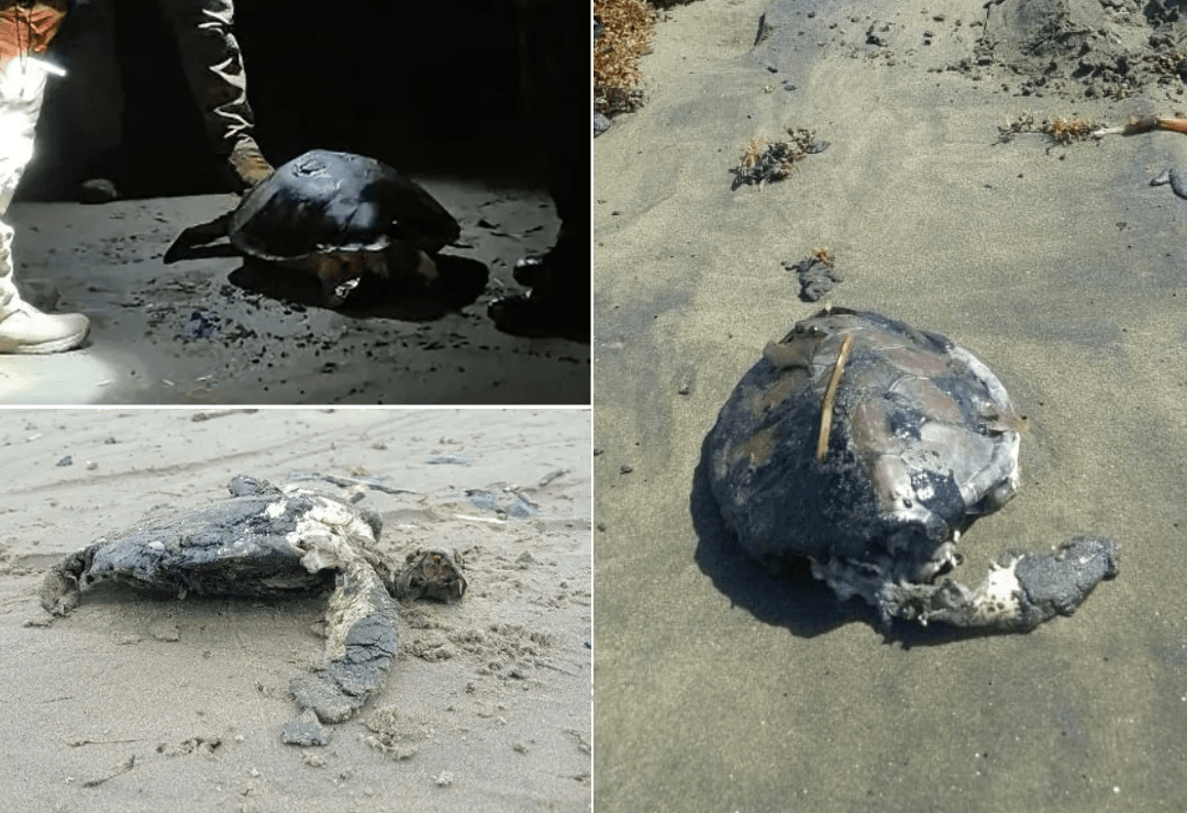 Derrame de hidrocarburo llega a zonas de anidación de tortugas en Veracruz
