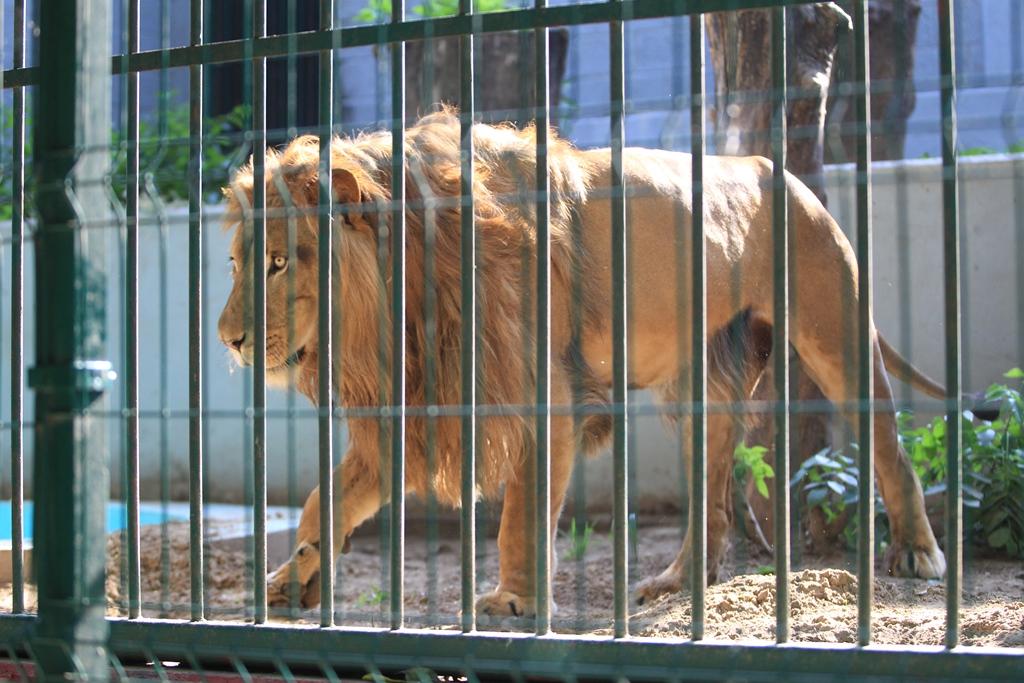 Zoológico “Miguel Ángel de Quevedo se queda sin felinos