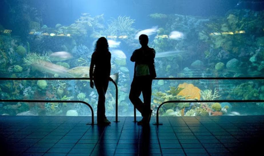 ¿Tienes planes de boda? Cásate en el Aquarium de Veracruz