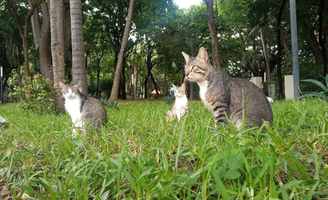 ¿A dónde irán los gatos? “Se mudan” michis del Parque Ecológico de Veracruz