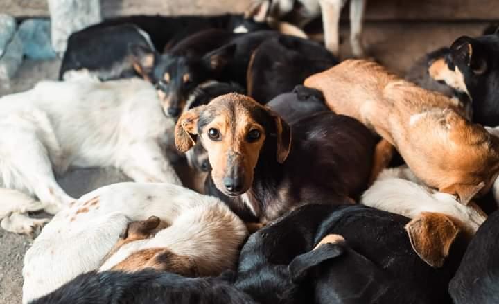 Juan N: Falso rescatista que habría enterrado vivos a perritos en Veracruz