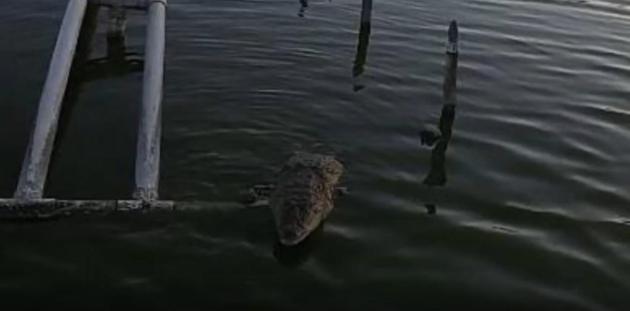 ¿Cocodriman? Buscan nombre para el cocodrilo de la laguna Malibrán