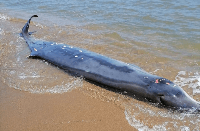 Hallan cadáver de Zifio, especie marina de 5 metros en playa de Coatza
