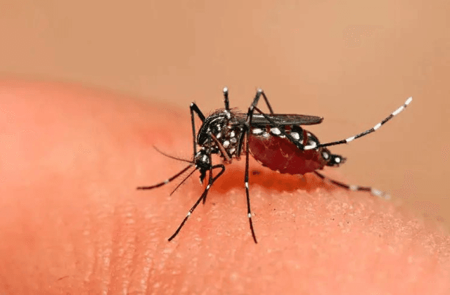 Sur de Veracruz acumula la mitad de casos de dengue de todo el estado