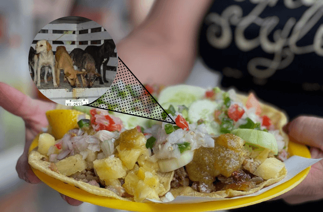 ¿Tacos de perro en Xalapa? Activistas denuncian carnicería en esta colonia