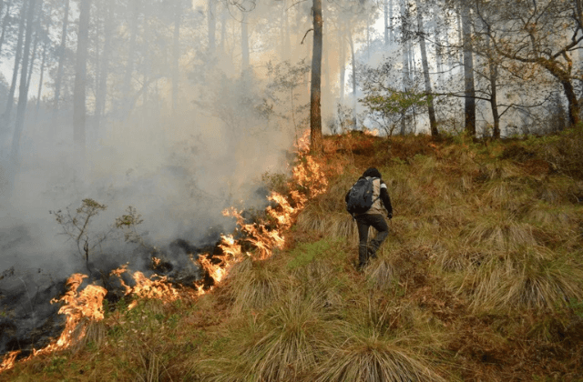 ¿Cómo evitar incendios forestales? Estas son algunas recomendaciones