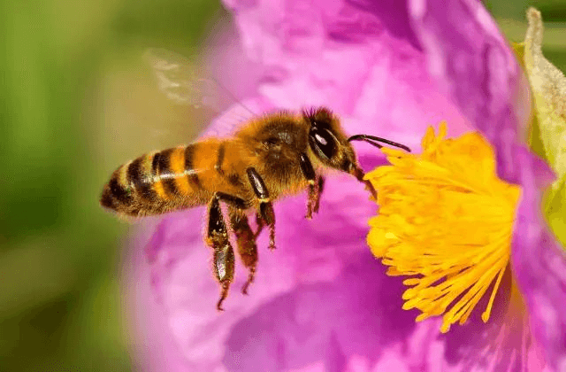 Si siembras estas flores, ayudas a combatir la extinción de las abejas