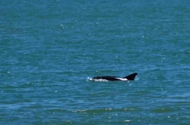 Grupo de delfines es avistado en playas de Tecolutla