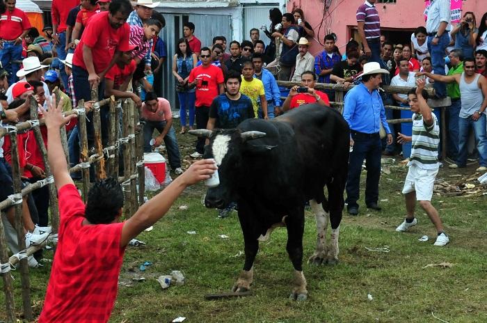 Publican Reglamento de Protección al Toro en Tlacotalpan