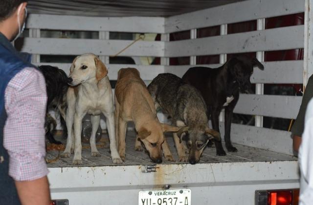 Acusan a Casas Carpín de desaparición de perros cerca de Xalapa