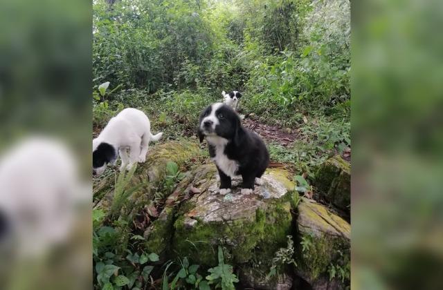 Alertan por cachorros abandonados en Cerro del Borrego