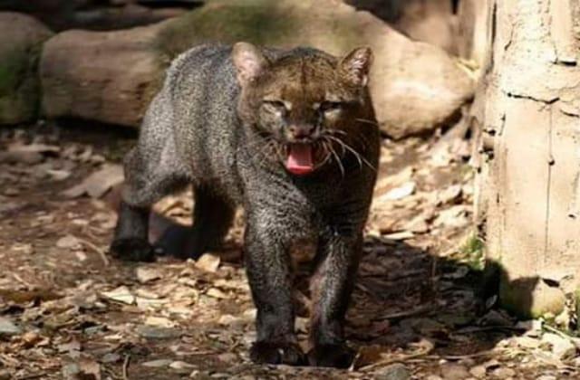 Buscan proteger a 'jaguarundi' suelto en Agua Dulce; es endémico