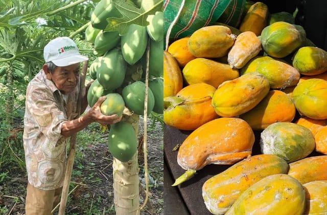 Con venta de papayas, piden apoyo para don Joaquín en Xalapa