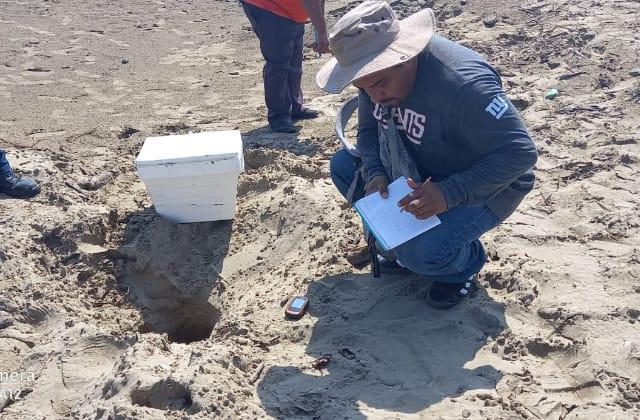 Desovan tortugas más de 100 huevos en playa de Coatzacoalcos