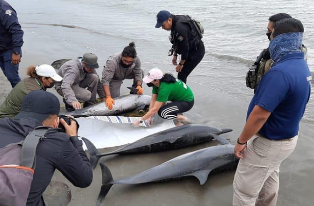 Amanecen delfines encallados en playa de Boca del Río; tres murieron