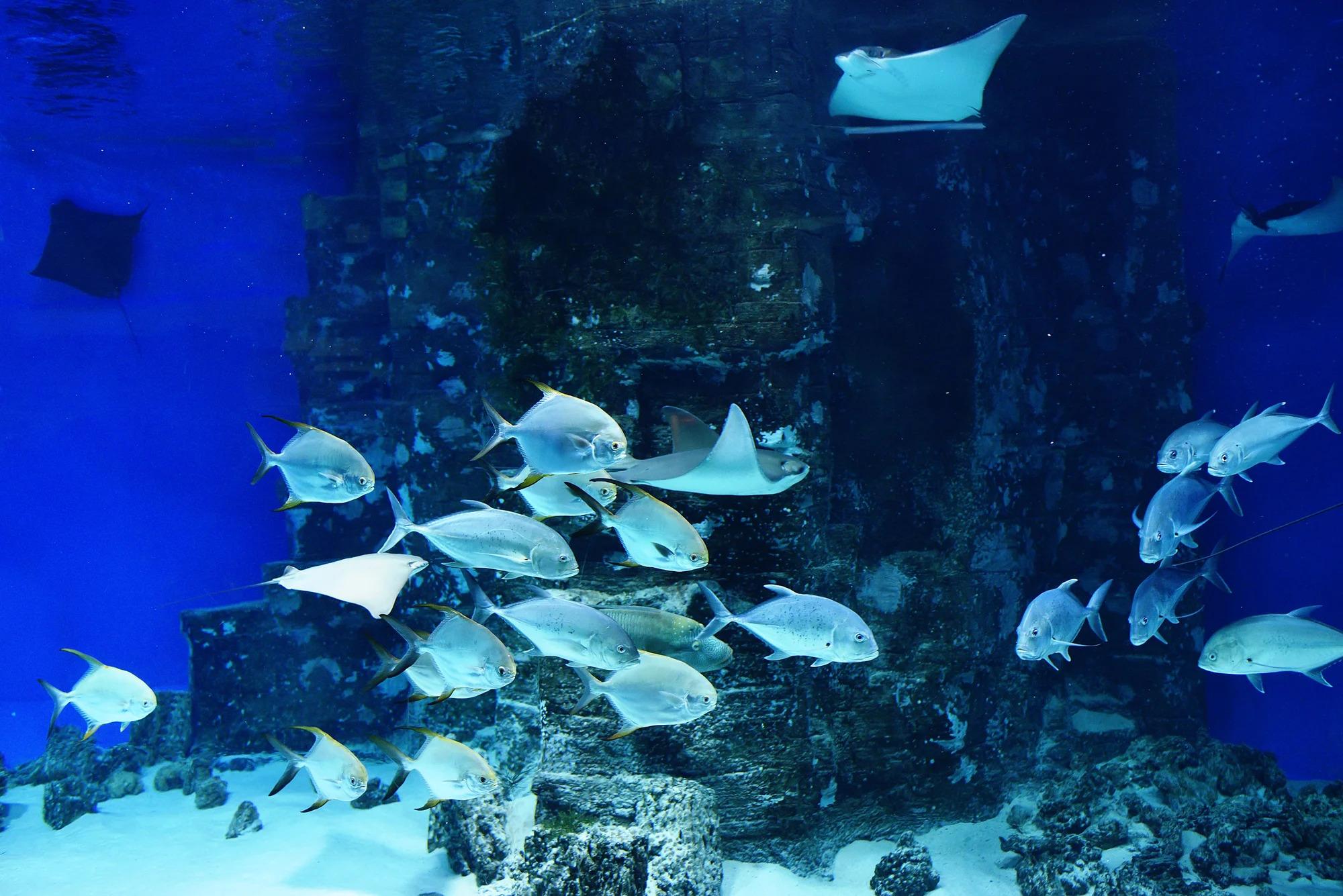 ¿Quieres ir al Aquarium de Veracruz? Habrá dos martes gratis al mes