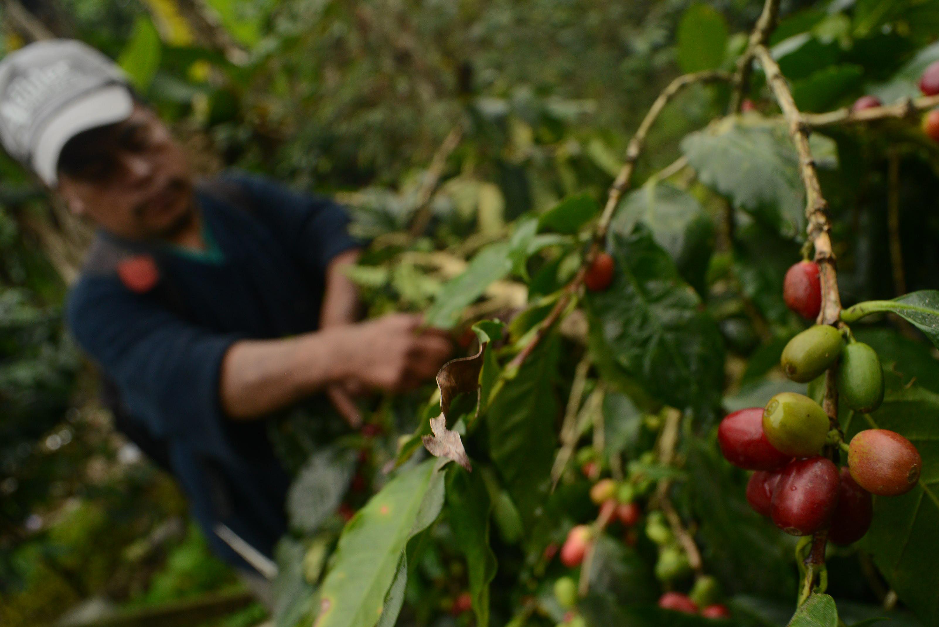 Nestlé invierte 2.9 mdp para salvar cosecha de café en Veracruz  