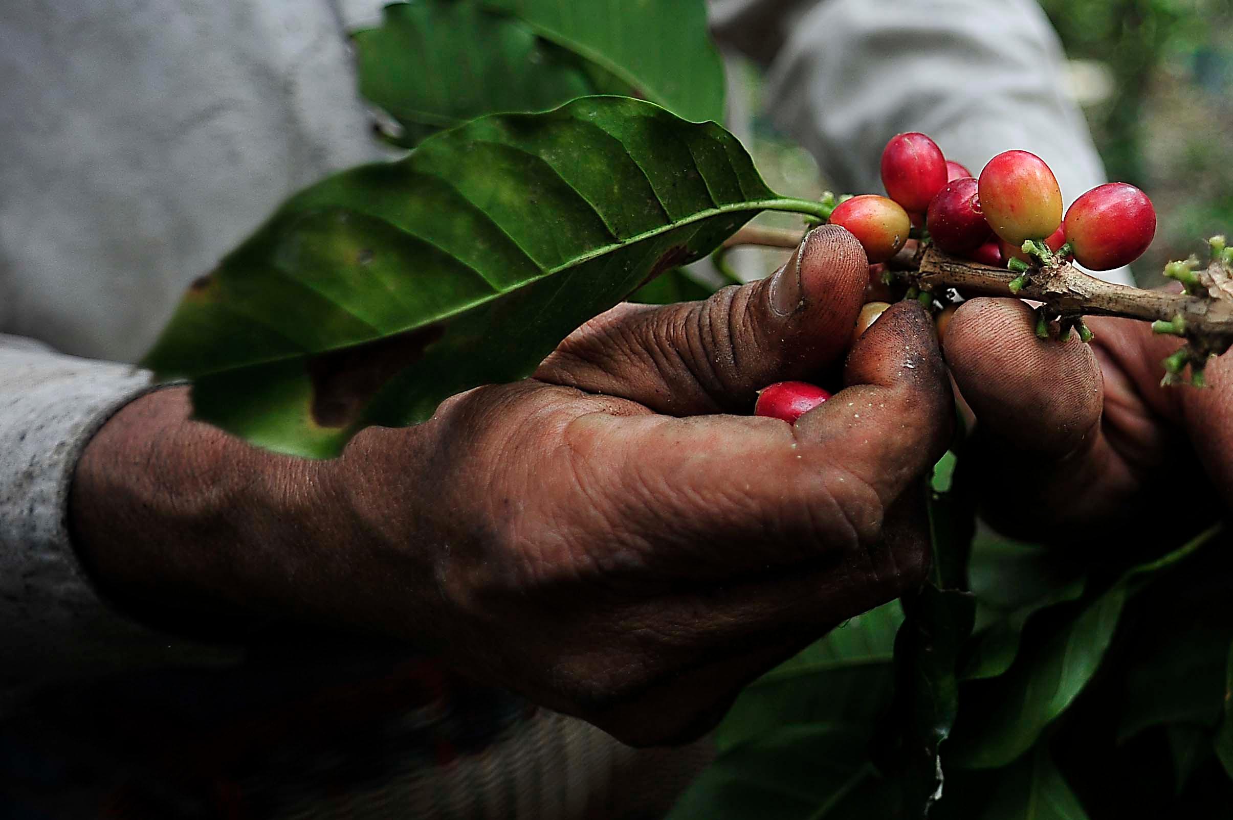 Importación de café de contrabando desploma precios del aromático