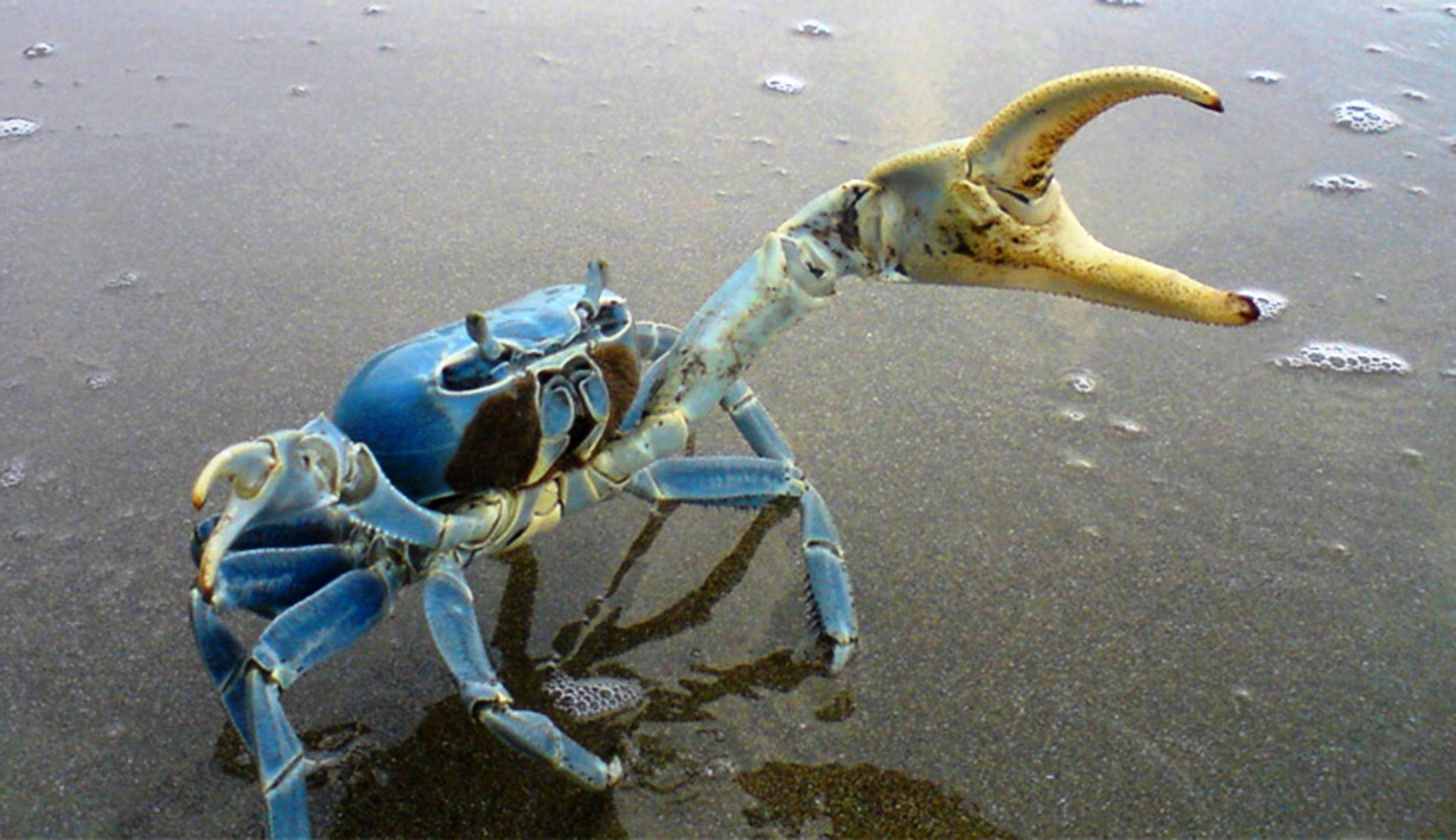 Veracruz: Indiscriminado tráfico y captura de cangrejo azul