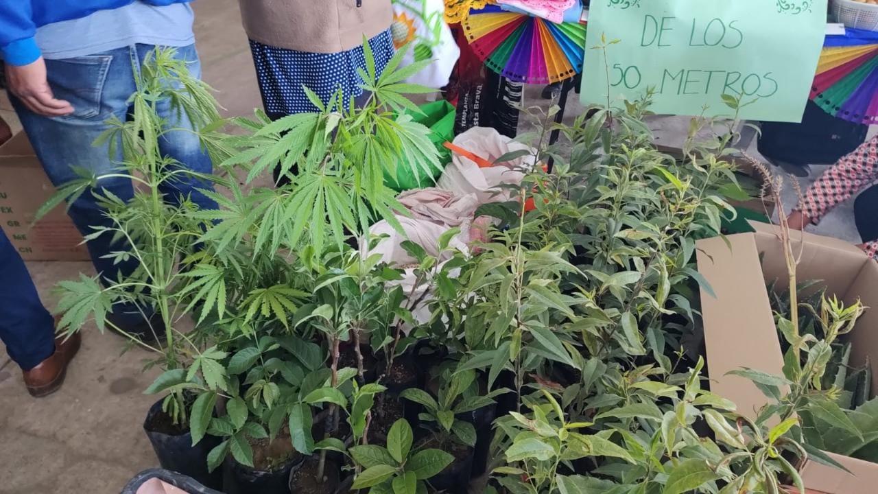 Plantas de marihuana lucen en tianguis de Sembrando Vida en Perote