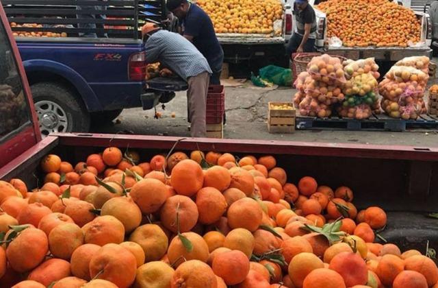 'De a 10 el kilo': Veracruz líder nacional productor de mandarina