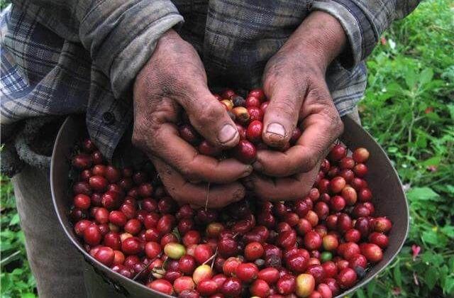 Campesinos exigen precio justo del café en Altas Montañas