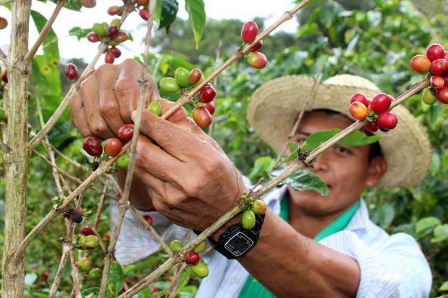 Cafetaleros piden rescate del sector a AMLO y Cuitláhuac