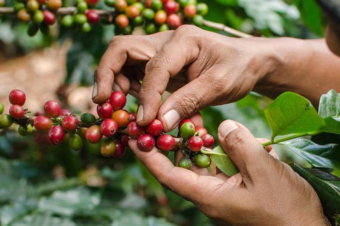Consejo Regional del Café se pronuncia contra planta de Nestlé en Veracruz