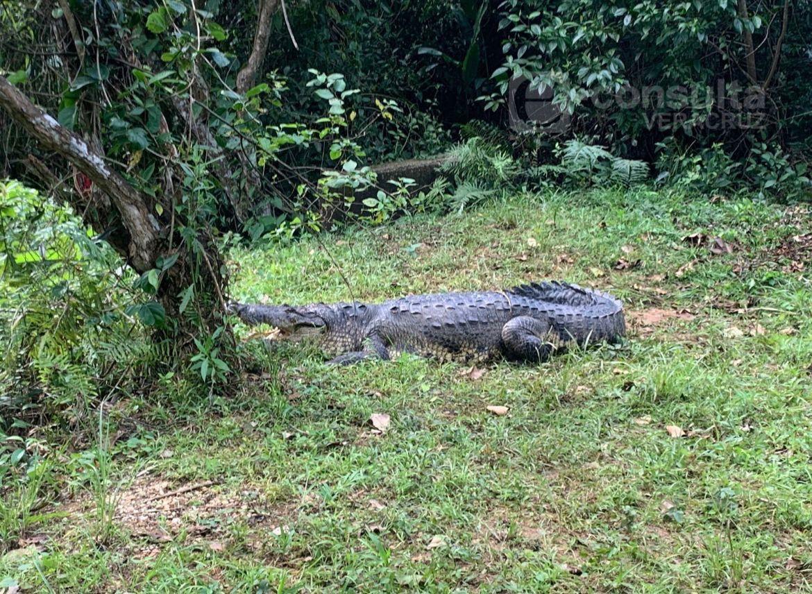 Liberan enorme cocodrilo en parque Jaguaroundi, en Coatza