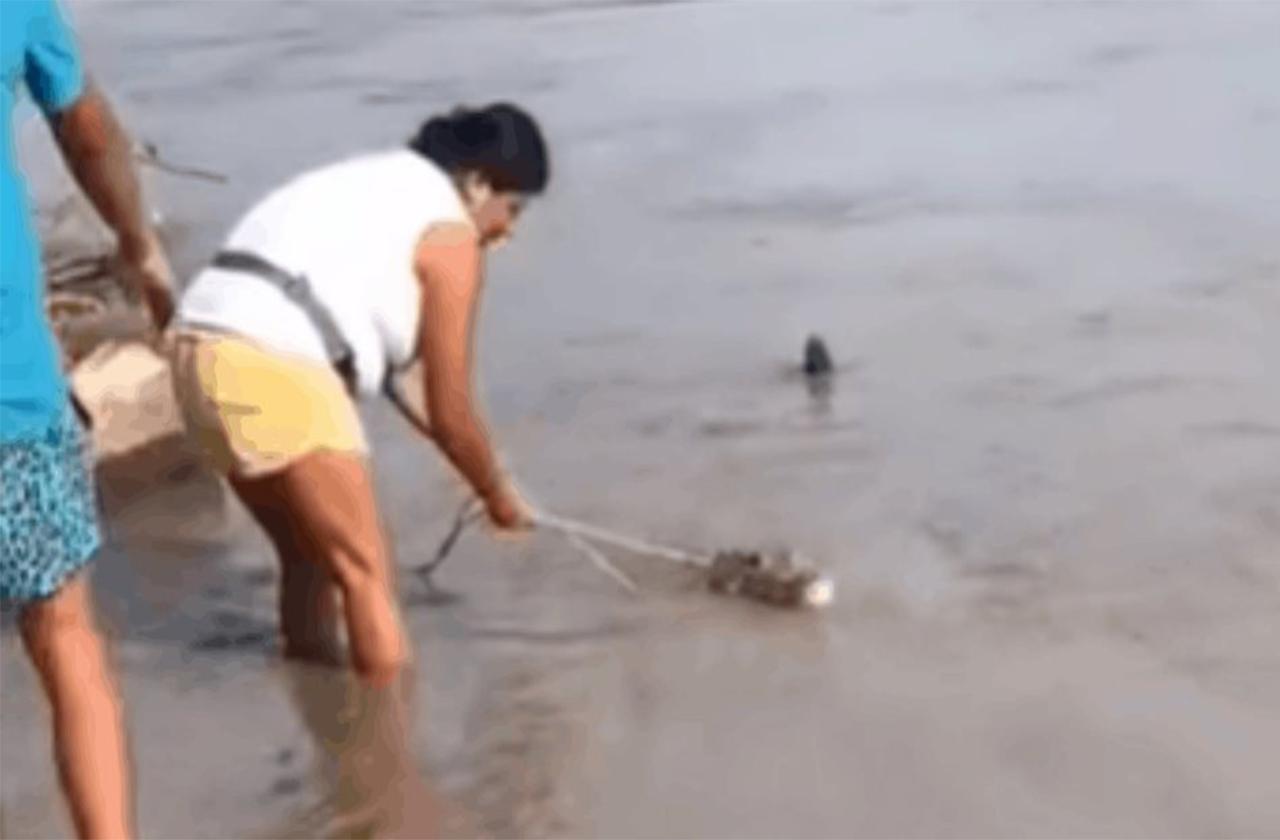 VIDEO| Mujer salva cocodrilo que arrastraba el río en Tecolutla