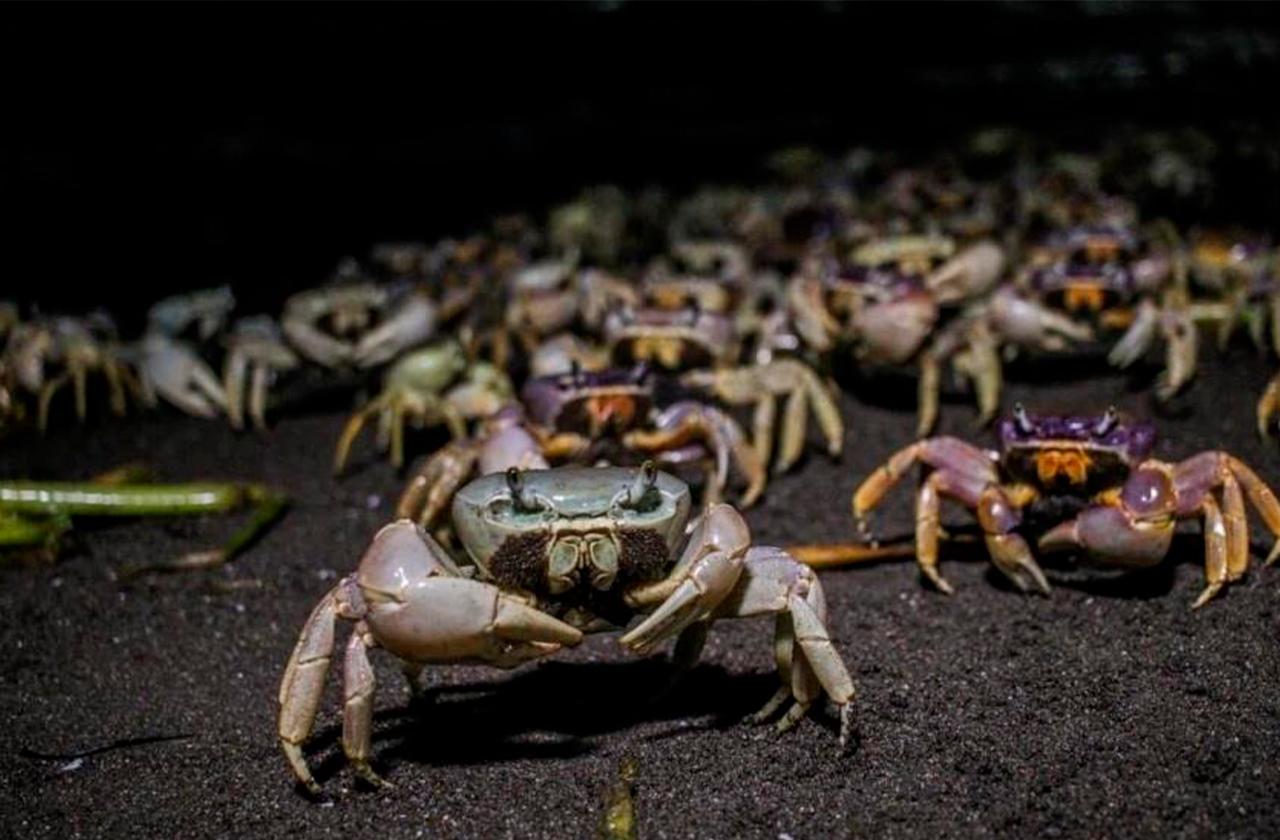 Crecimiento urbano en Veracruz amenaza población de cangrejo azul 