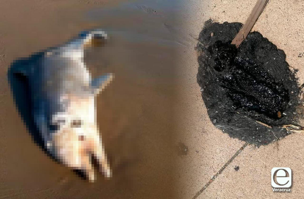 Reportan delfín muerto y manchas de chapo en costa de Coatza