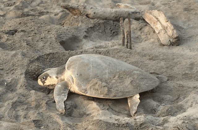 Desova tortuga más de 80 huevos en playas de Boca del Río