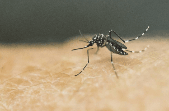 Detectan primeros casos de dengue en colonias de Coatza